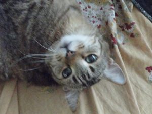 Murray, the Houseguests's beloved cat friend