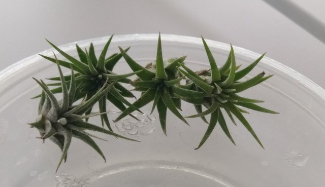 Four air plants in shallow water