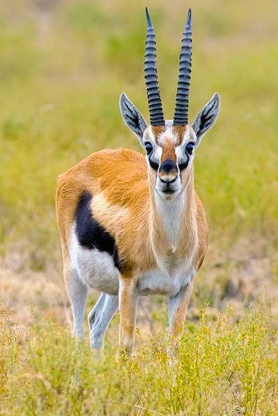 Thompson gazelle