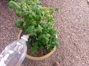 Watering a basil plant.