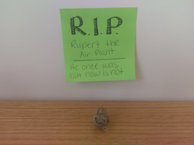 air plant not doing so well