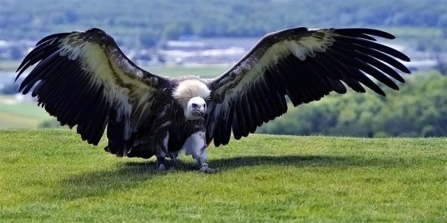 condor with spread wings