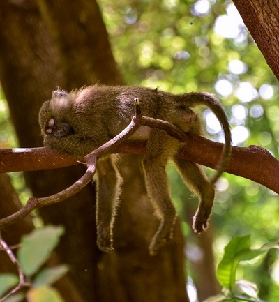 monkey taking a nap on a branch.