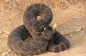 Coiled rattlesnake