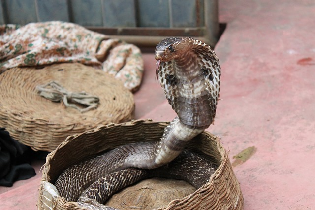 Cobra with spread hood coiled in a basket
