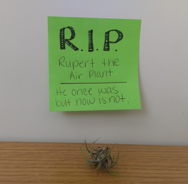 Rupert the air plant