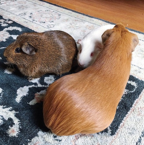 Three guinea pigs. Small brown, small white, giant cinnamon